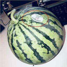 韩国网红吃瓜,揭秘娱乐圈幕后故事