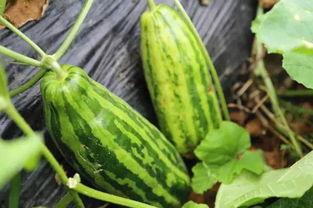 吃瓜网哪个好,吃瓜网哪家强？深度解析各大平台优劣对比