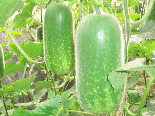 吃瓜事件网红高清图片