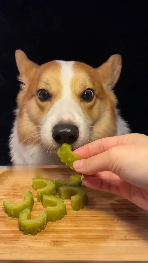 网红吃瓜狗子图片高清壁纸,萌化你的每一天