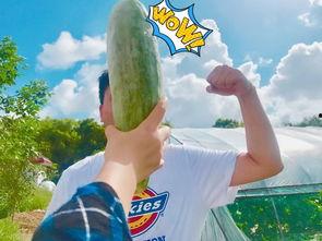 网红小众吃瓜爆料,小众吃瓜爆料，带你领略幕后真相