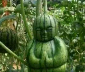 宿州吃瓜网红事件真相,真相背后的网络舆论风暴