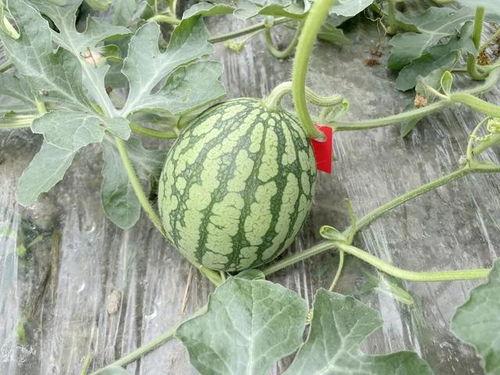 网红的吃瓜群怎么进的,如何轻松加入神秘社交圈