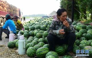 承德县吃瓜网红,揭秘承德县网红美食背后的故事