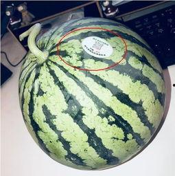 西安吃瓜网红,西安网红吃瓜达人带你探秘街头美食江湖